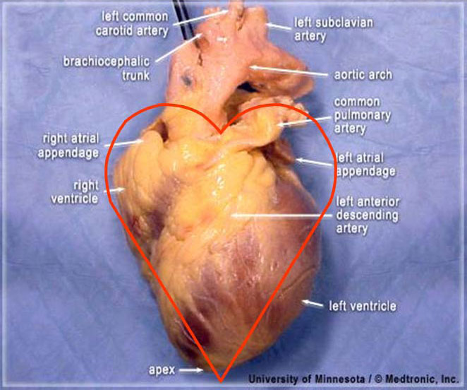 real heart diagram