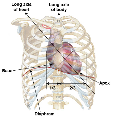 Anterior