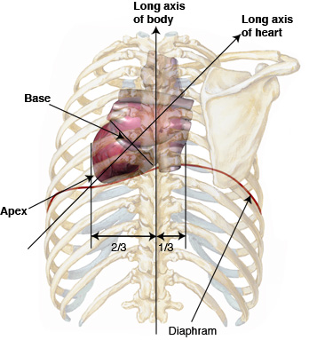 Anatomy Pictures Posterior To Left Front Rib Cage 84