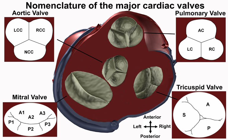 Valve Nomenclature