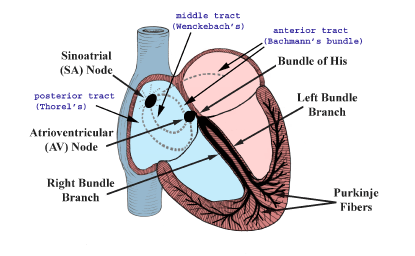 Conducting System of the Heart - Bundle of His - SA Node - TeachMeAnatomy