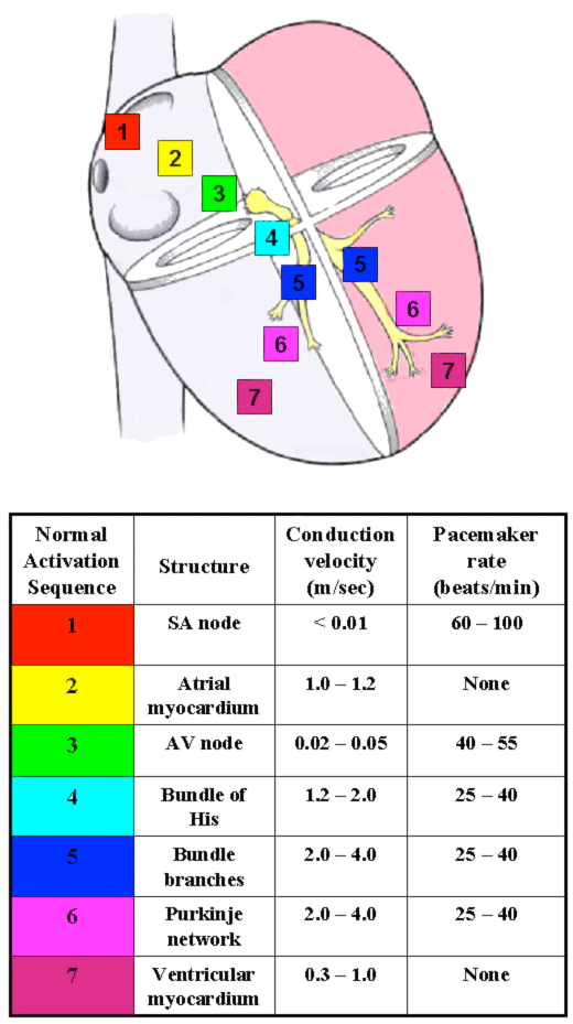 Conducting System of the Heart - Bundle of His - SA Node - TeachMeAnatomy