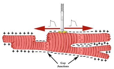 heart cell diagram