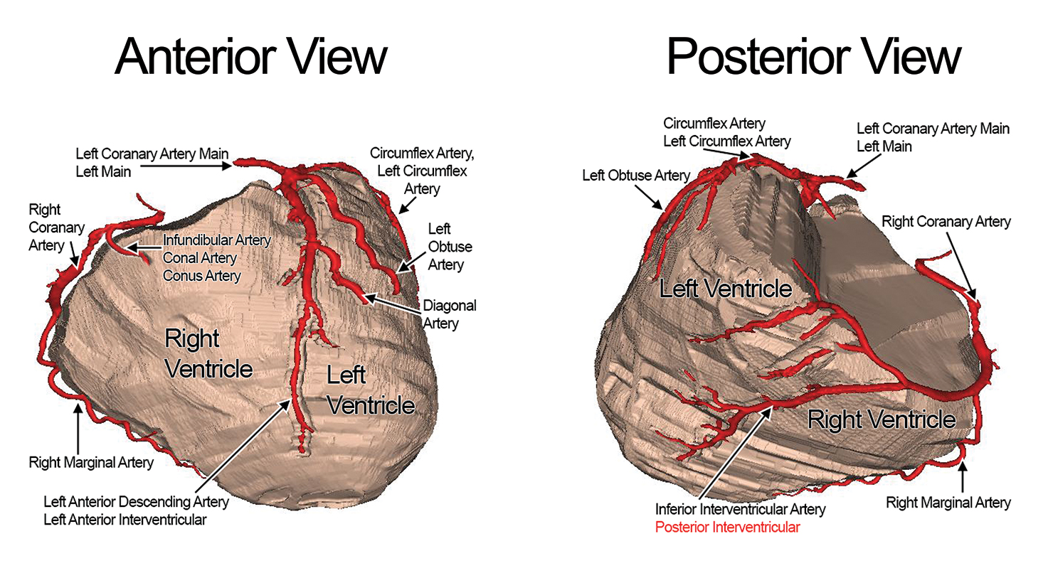 Coronary Artery System