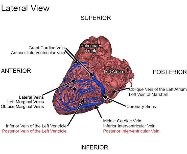 Coronary Venous System