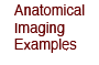 Anatomical Imaging Examples