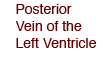 Posterior Vein of the Left Ventricle