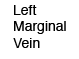 Left Marginal Vein