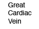 Great Cardiac Vein