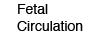 Fetal Circulation