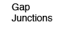 Gap Junctions