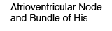 Atrioventricular Node and Bundle of His