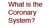 What is the Coronary System?