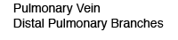 Pulmonary Vein Distal Pulmonary Branches