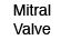 Mitral Valve