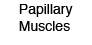 Papillary Muscles