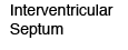 Interventricular Septum