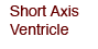 Short Axis Ventricle