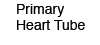 Primary Heart Tube