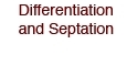Differentiation and Septation