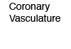 Coronary Vasculature