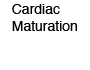 Cardiac Maturation