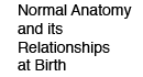 Normal Anatomy and its Relationships at Birth