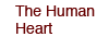 The Human Heart