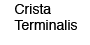Crista Terminalis
