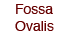 Fossa Ovalis