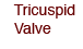 Tricuspid Valve