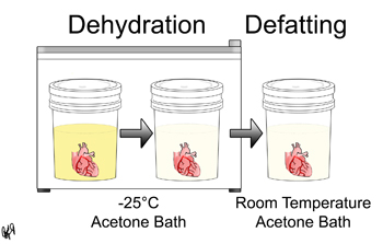 Dehydration and Defatting