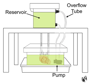 Perfusion fixation apparatus