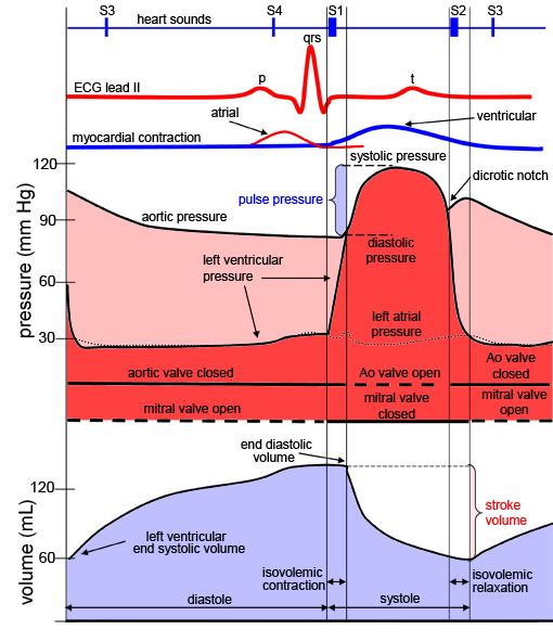 Cardiac cycle