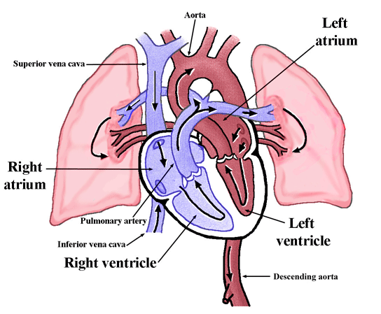 Physiology Tutorial - The Human Heart