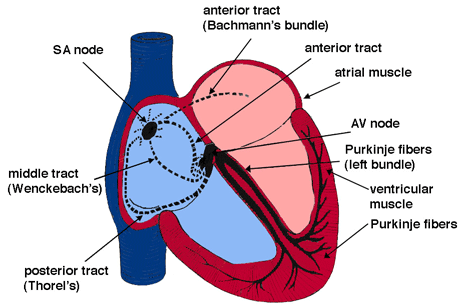 Pig Heart Labeled