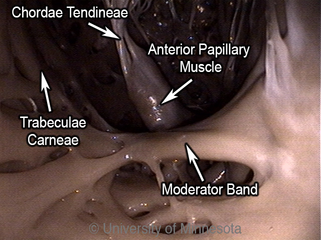 What is the function of moderator band of right ventricle ?
