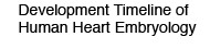 Development Timeline of Human Heart Embryology